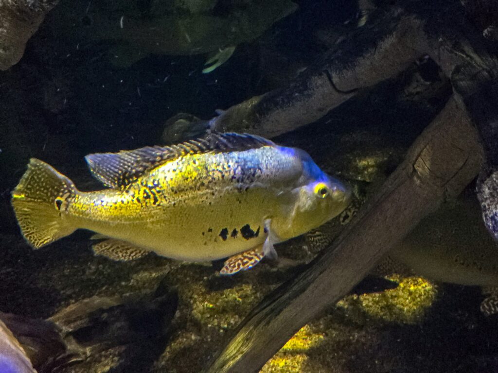Tucunare